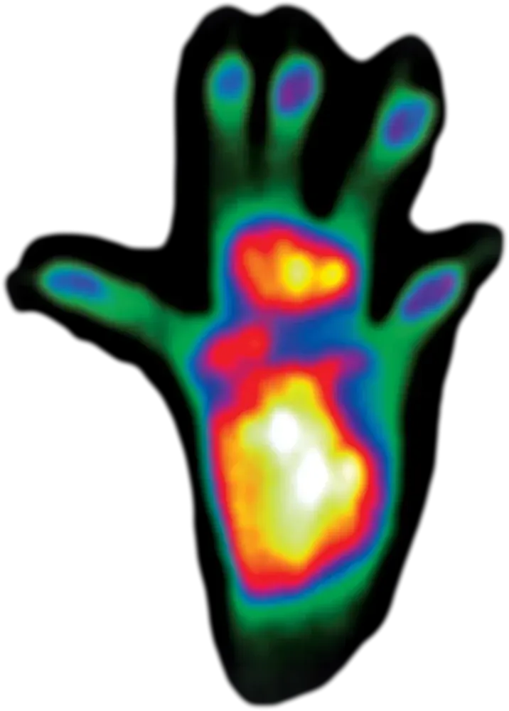 Heatmap of a mouse paw print showing weight distribution